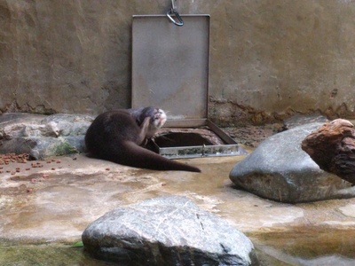 Oriental small-clawed otter