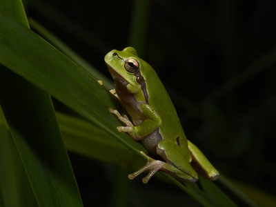 Oriental Tree Frog
