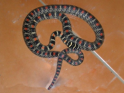 Ornate Flying Snake
