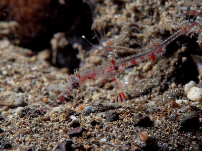 Ornate Ghost Pipefish