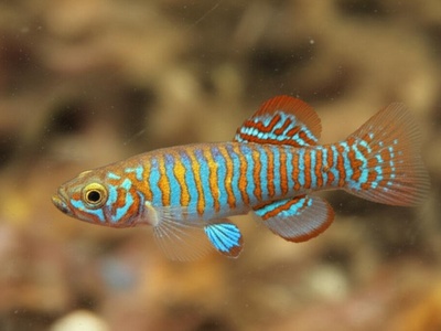 Ornate Licorice Gourami
