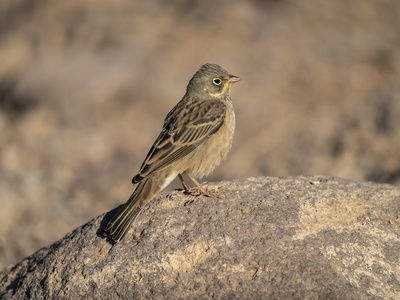 Ortolan Bunting