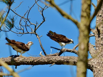 Osprey