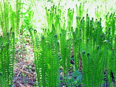 Ostrich fern