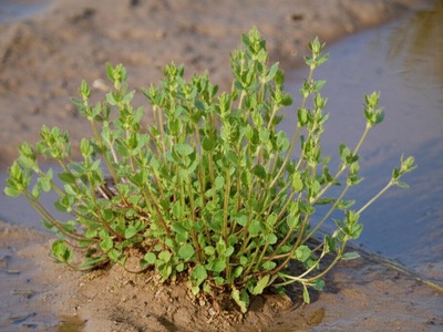 Otay Mesa Mint