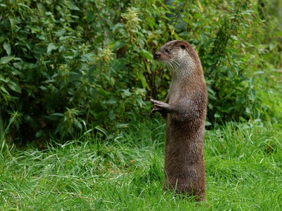 Otter