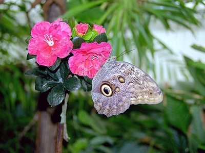 Owl Butterfly