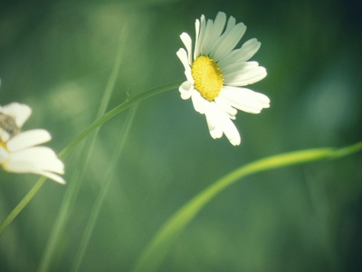 Oxeye daisy