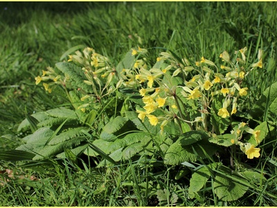 Oxlip