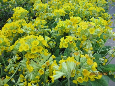 Oxlip or cowslip? (Cowslip)