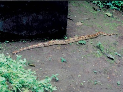 Pacific boa