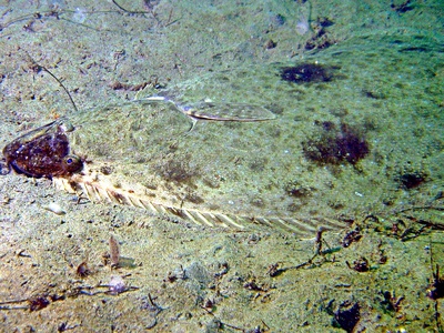 Pacific halibut