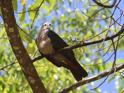Pacific imperial pigeon
