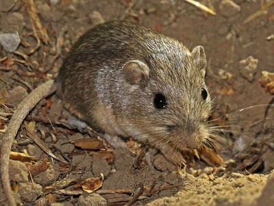Pacific Pocket Mouse