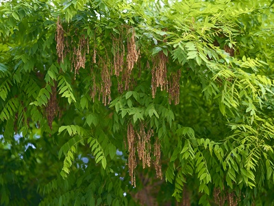Pagoda tree