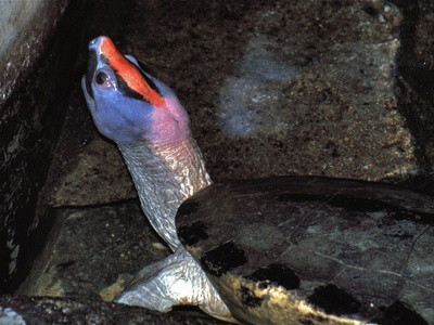 Painted Terrapin
