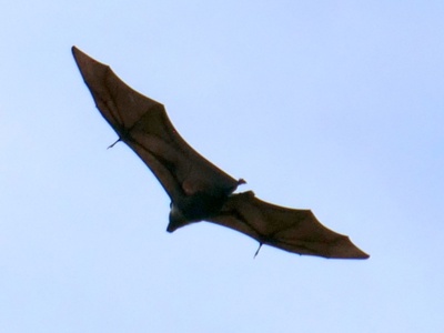 Palau Flying Fox