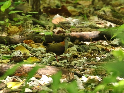 Palau Ground Dove