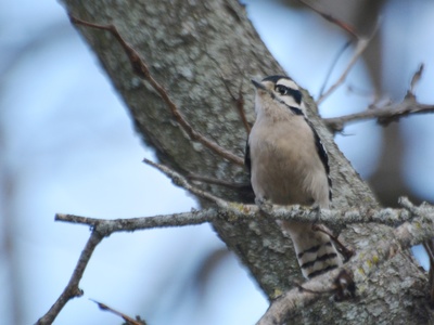 Pale-headed woodpecker