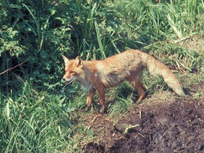 Pale Fox