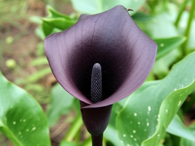 Palestinian Arum