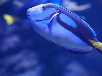 Palette surgeonfish