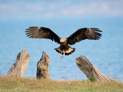 Pallas's Fish Eagle