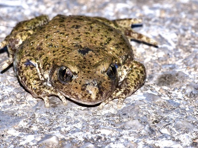 Pallas' Spadefoot Toad