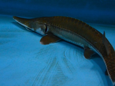 Pallid Sturgeon