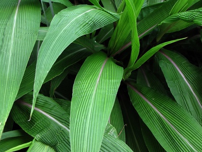 Palmgrass