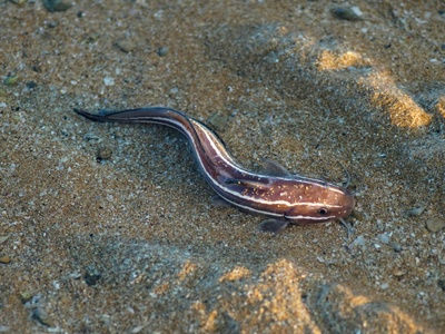 Palolo worm