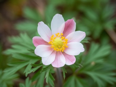 Pamir Anemone