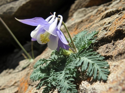 Pamir Columbine