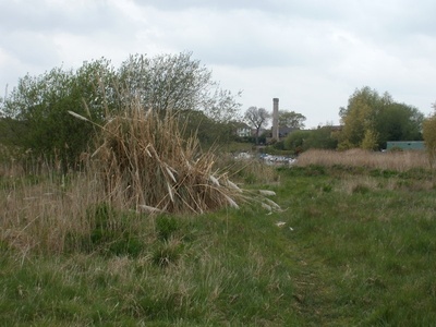 Pampas grass
