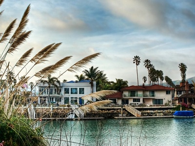 Pampas grass