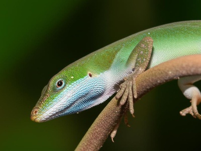 Panamanian Blue-Eyed Anole (noted blue dewlap)