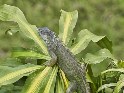 Panay Monitor Lizard