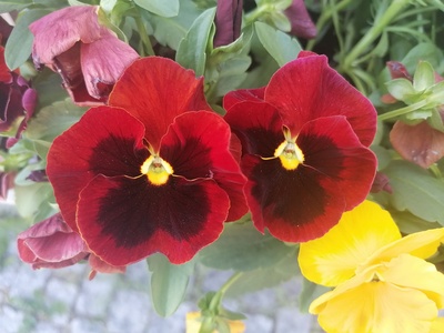 Pansy