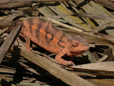 Panther Chameleon