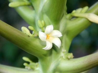Papaya