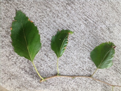 Paper Birch