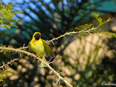 Paperbark Thorn