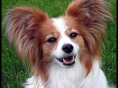 Papillon