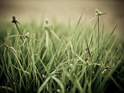 Para grass