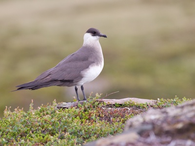 Parasitic Jaeger