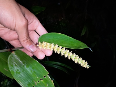 Pariana Grass