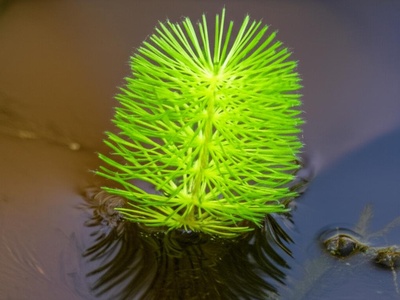 Parrot Feather