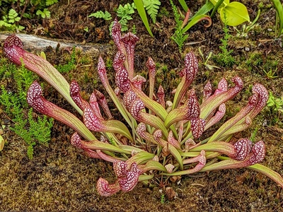 Parrot pitcher plant