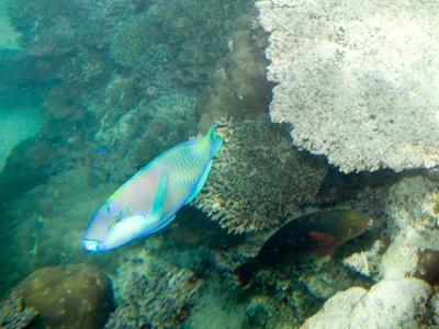 Parrotfish