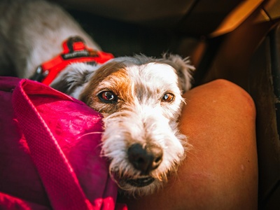 Parson Russell Terrier